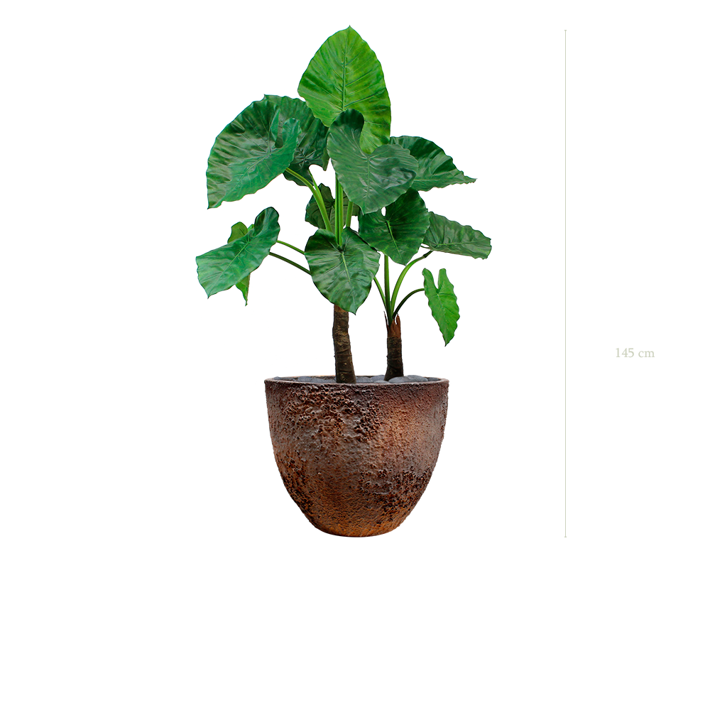 The Large Alocasia in a brown oyster pot #Artificial