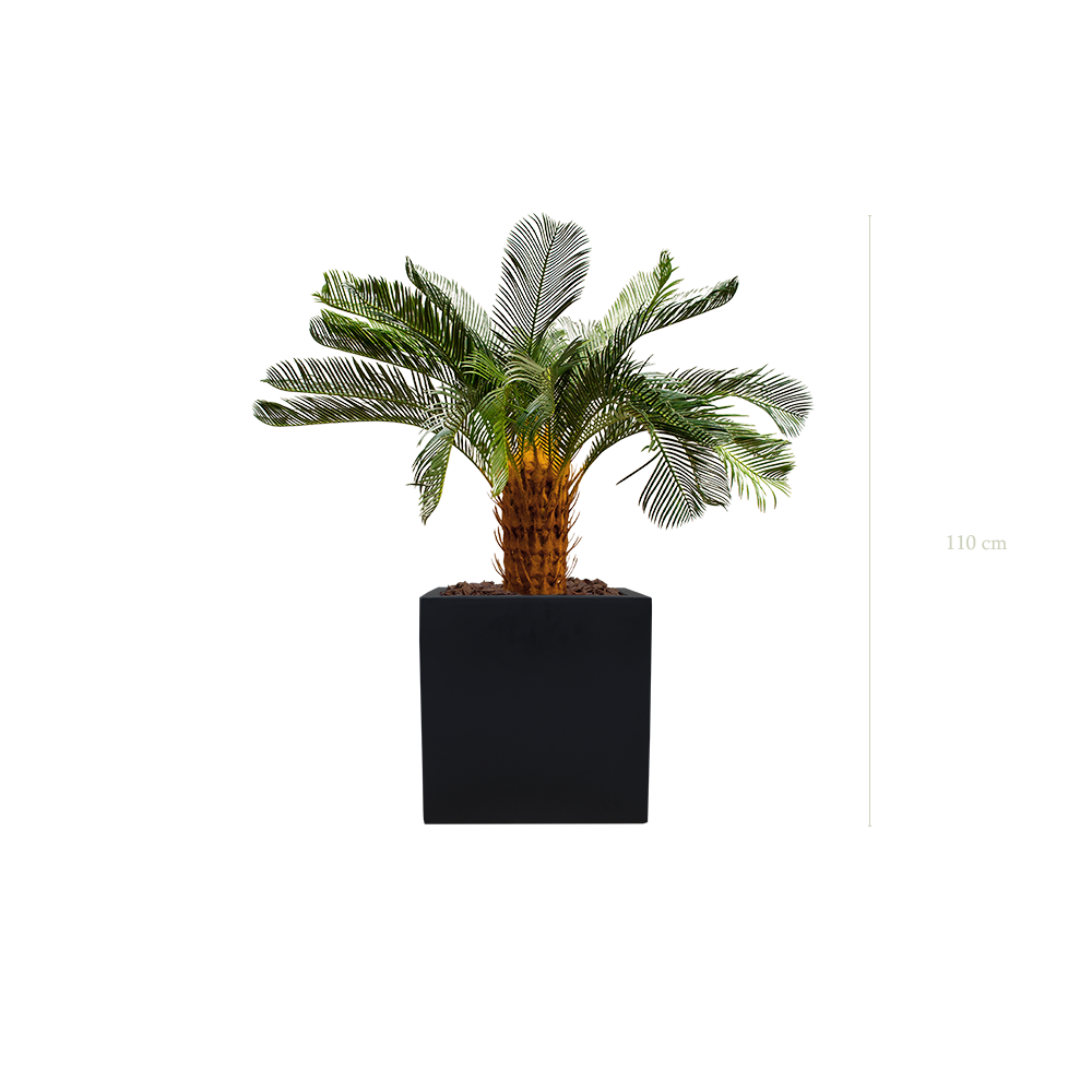 Le Petit Cycas - Cube Noir - Artificiel