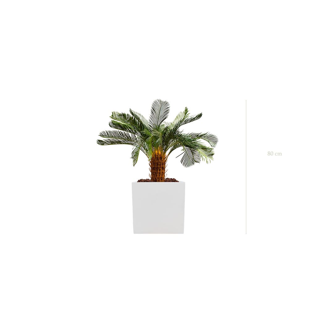The small Cycas in a white cube pot #Artificial