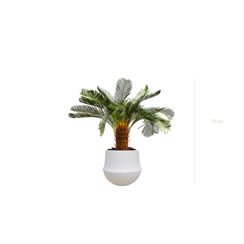 Le Petit Cycas - Pot Rond Blanc #Artificiel