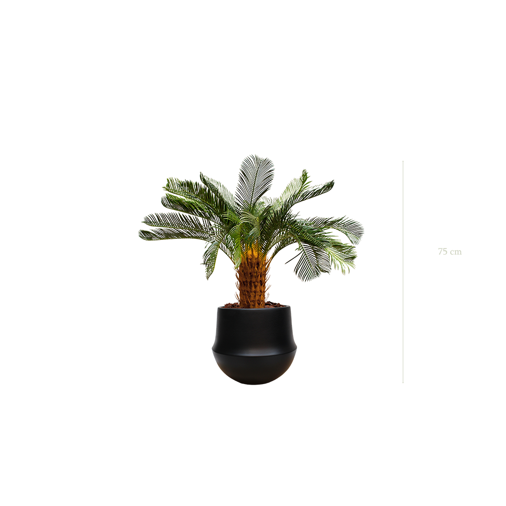 Le Petit Cycas - Pot Rond Noir - Artificiel