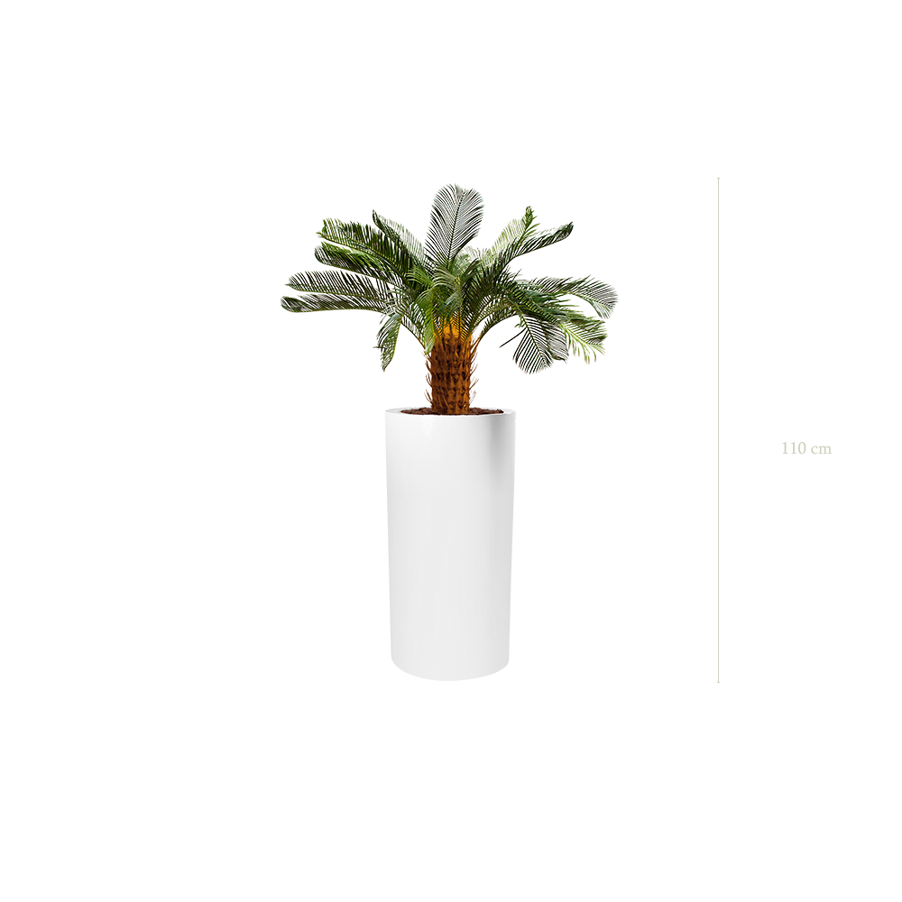 Die kleine Cycas in einem hohen weißen Zylindertopf #Künstlich