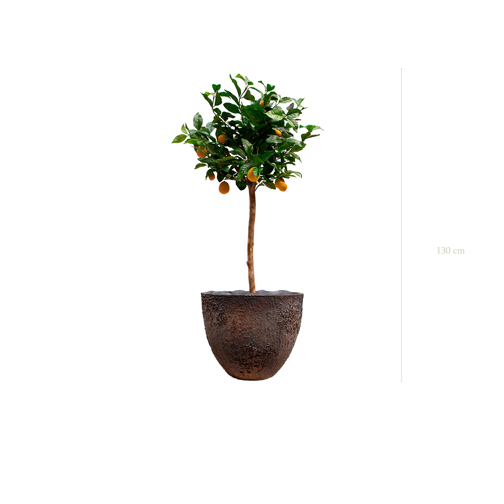 The Lemon tree in a brown oyster pot #Artificial