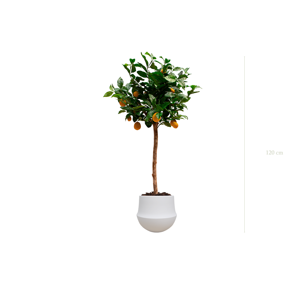The Lemon tree in a white oval pot #Artificial