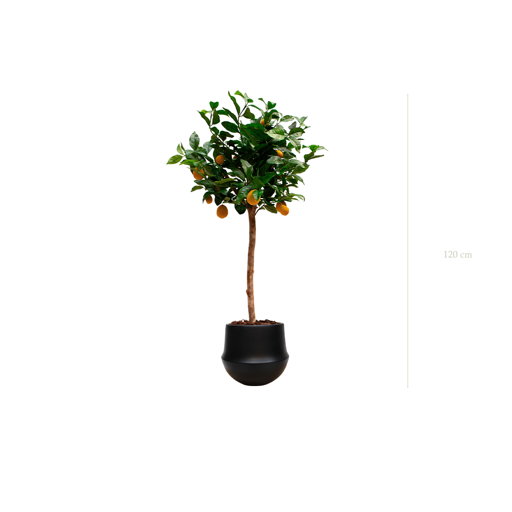 Der Zitronenbaum in einem schwarzen ovalen Topf #Künstlich