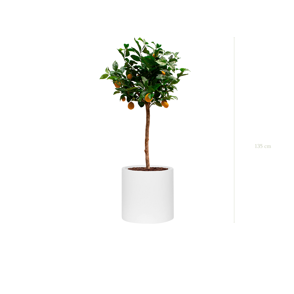 The Lemon tree in awhite cylinder pot #Artificial