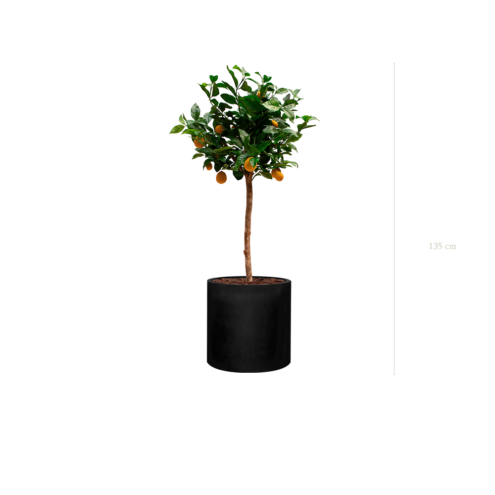 Der Zitronenbaum in einem schwarzen Zylindertopf #Künstlich