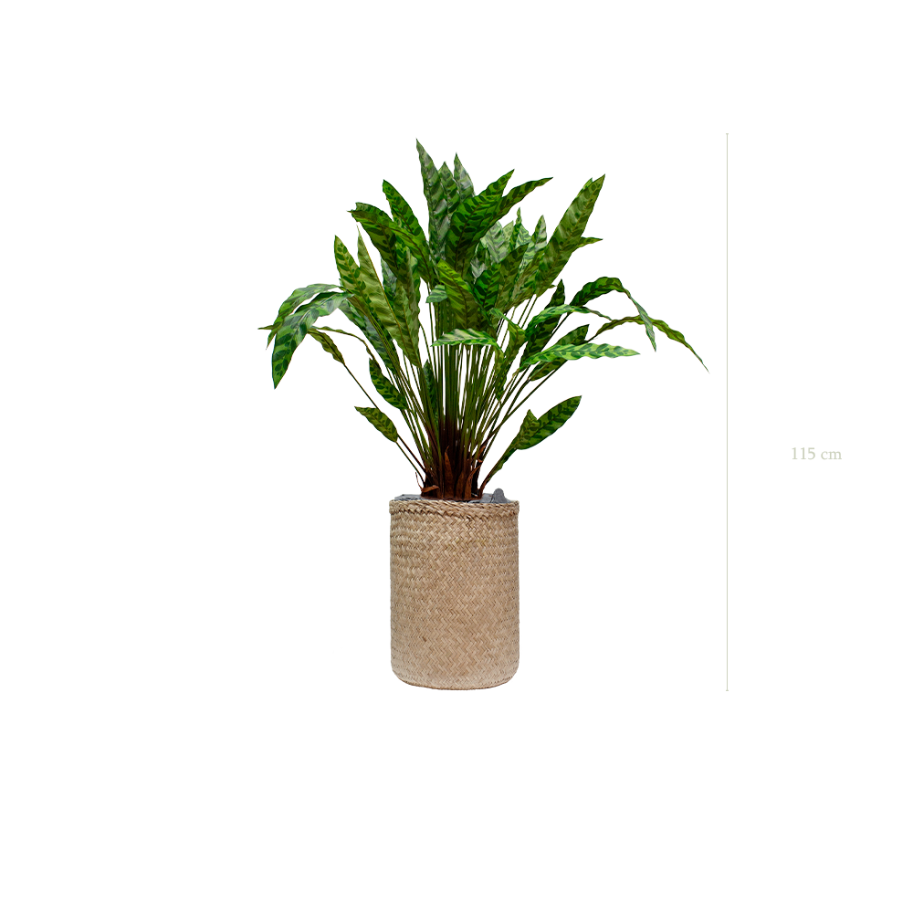 The Calathea in a woven pot #Artificial