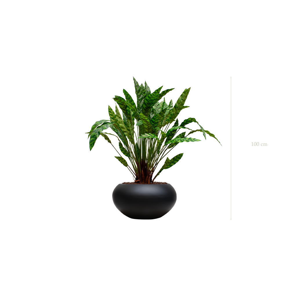 The Calathea in a black oval pot #Artificial