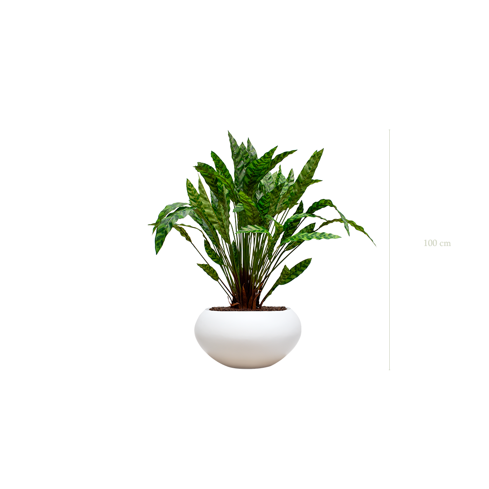 der Dracena #Künstlich