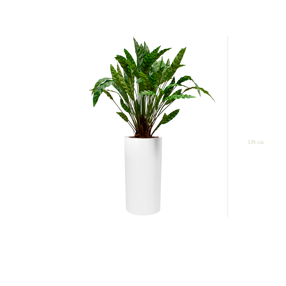 Le Calathea - Cylindre Haut Blanc - Artificiel