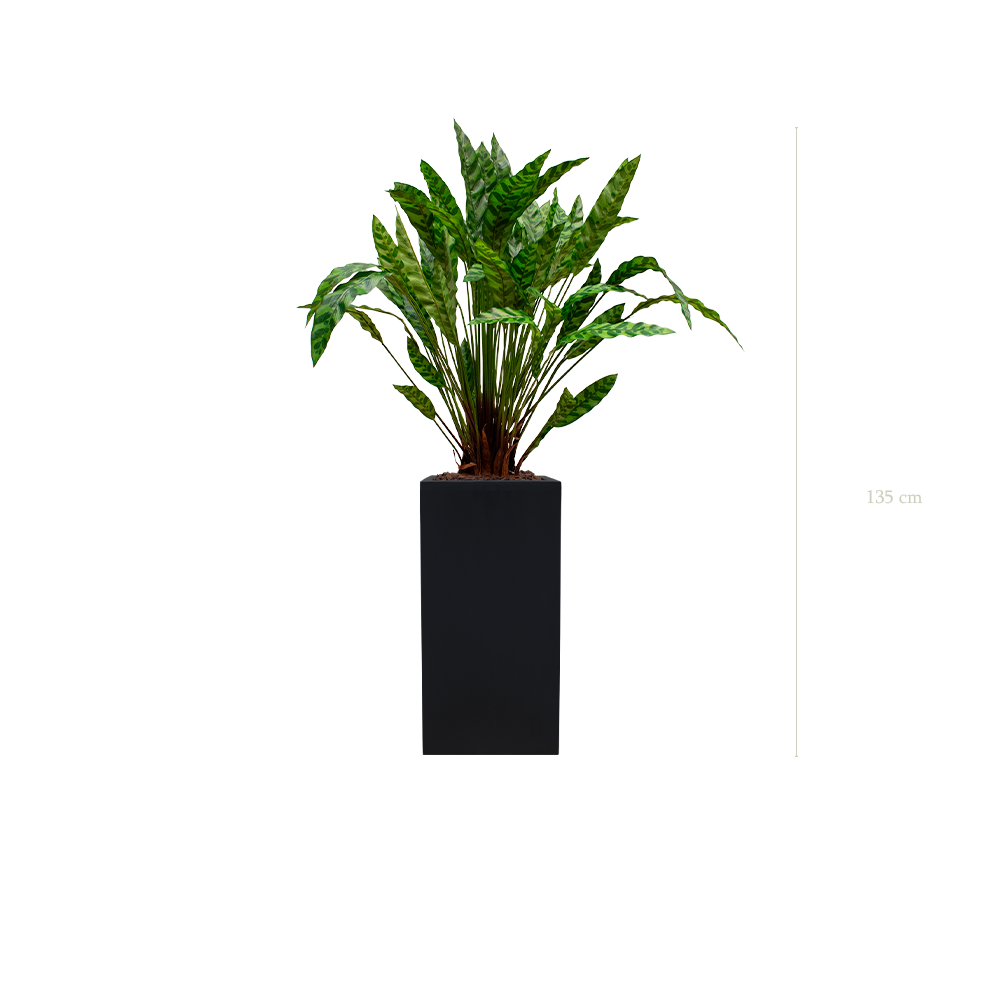 The Calathea in a tall black cube pot #Artificial