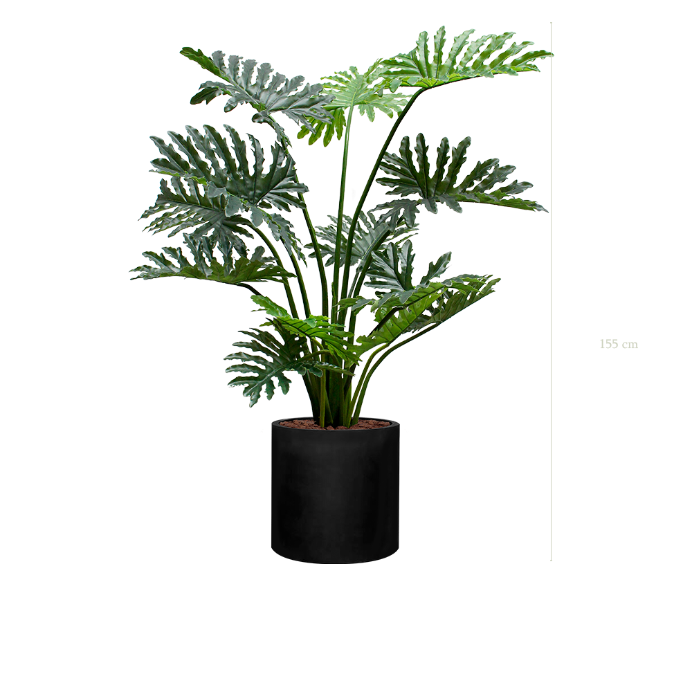 Der Philodendron in einem schwarzen Zylindertopf #Künstlich