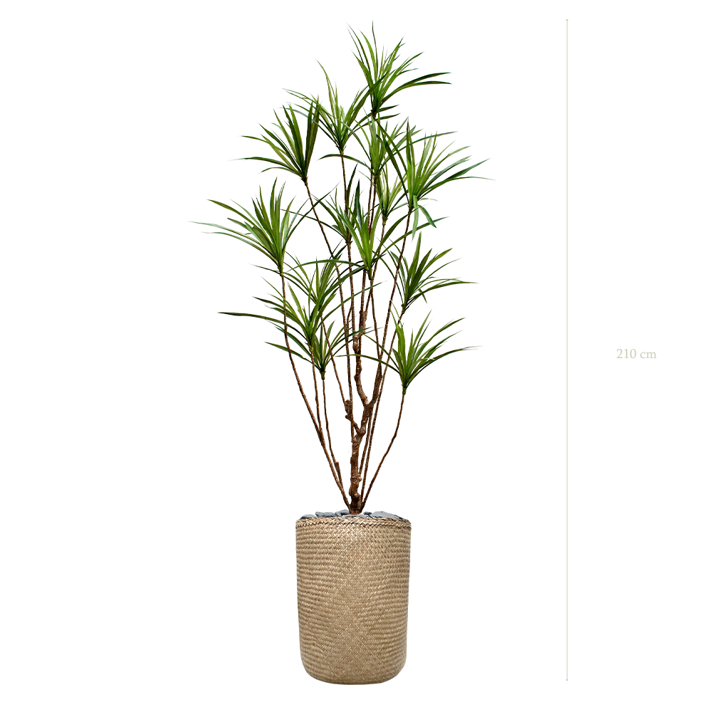 Le Dracena - Pot Tressé #Artificiel