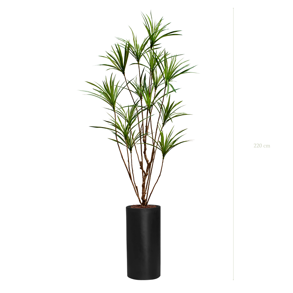 Le Dracena - Cylindre Haut Noir - Artificiel