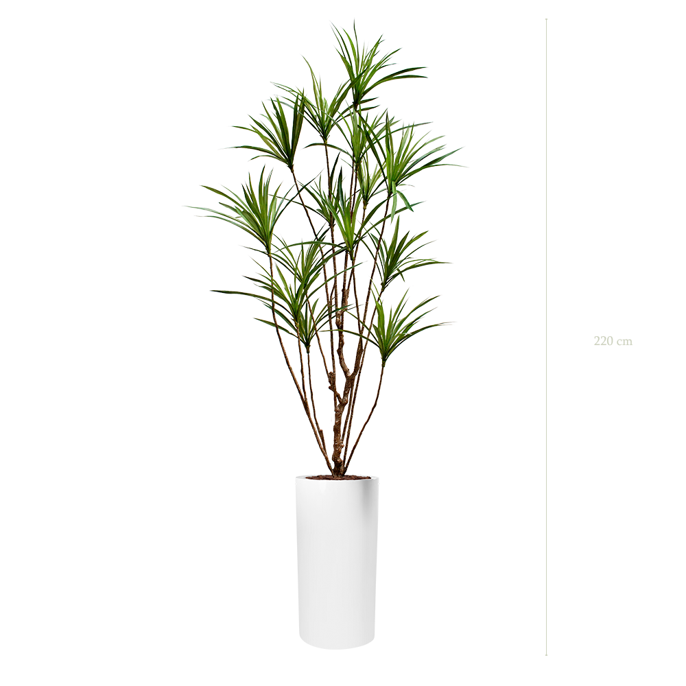 der Dracena - Weißer Hochzylinder #künstlich