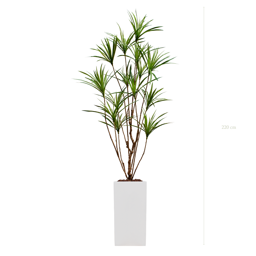 The Dracena in a tall white cube pot #Artificial