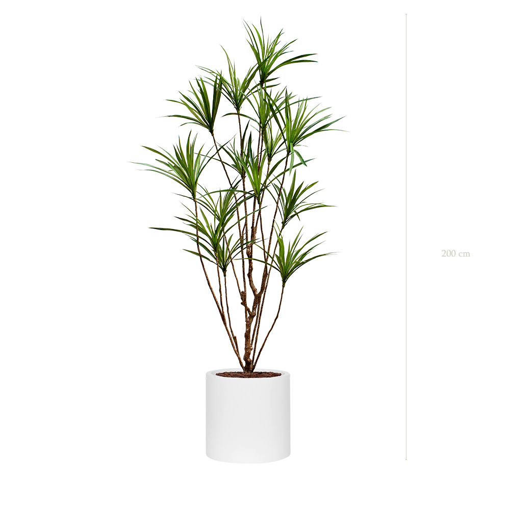The Dracena in a white cylinder pot #Artificial