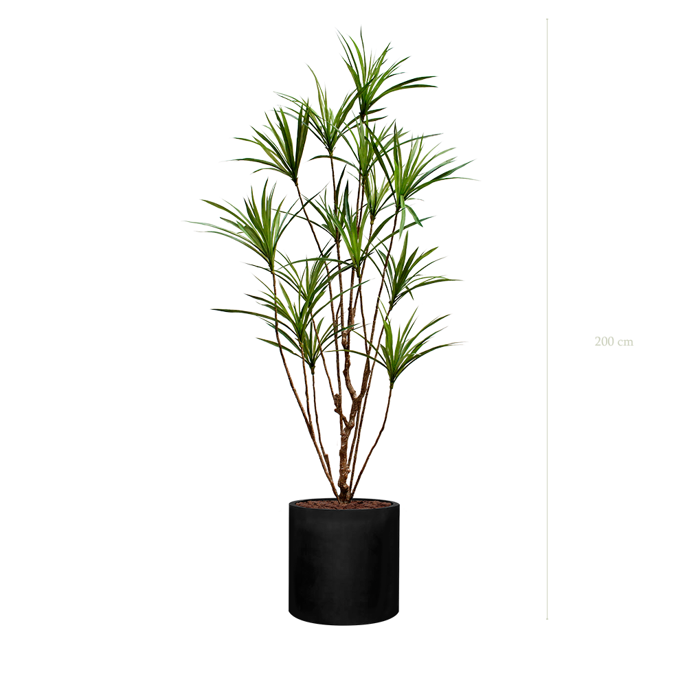 The Dracena in a black cylinder pot #Artificial