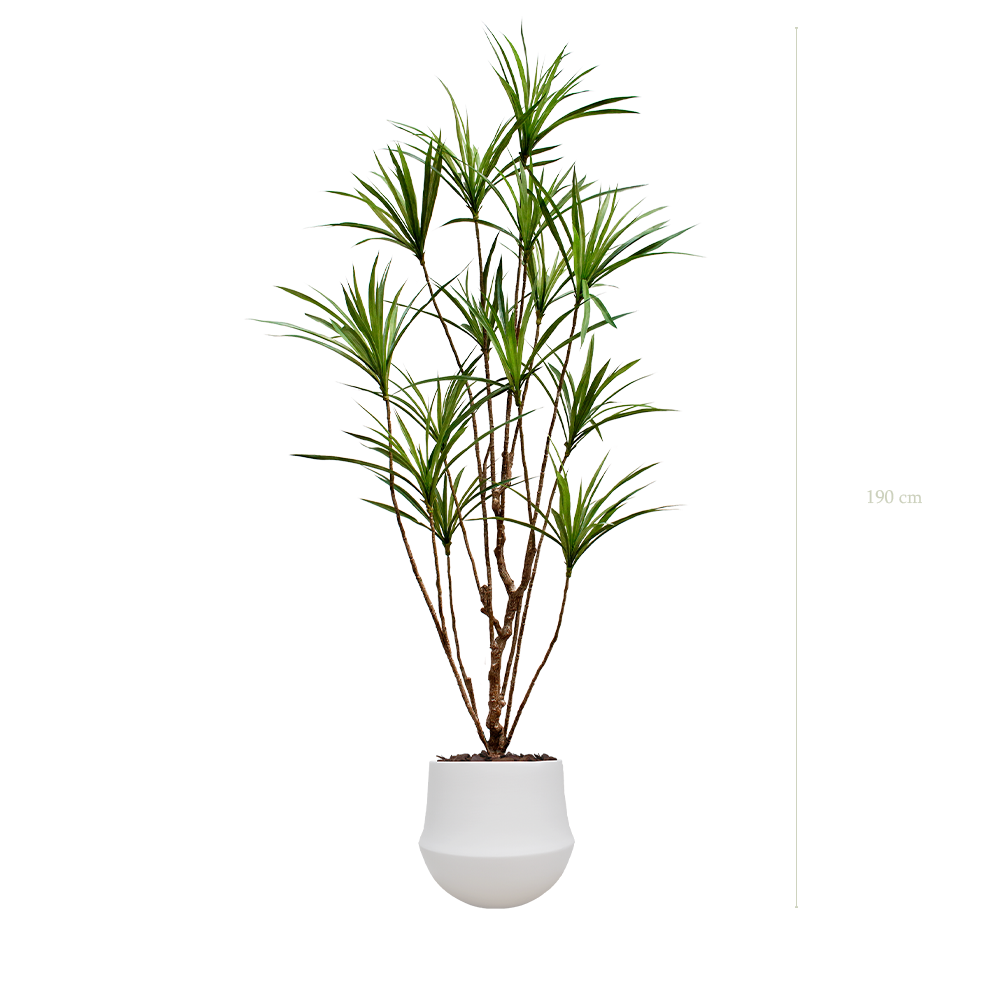 Le Dracena - Pot Rond Blanc #Artificiel