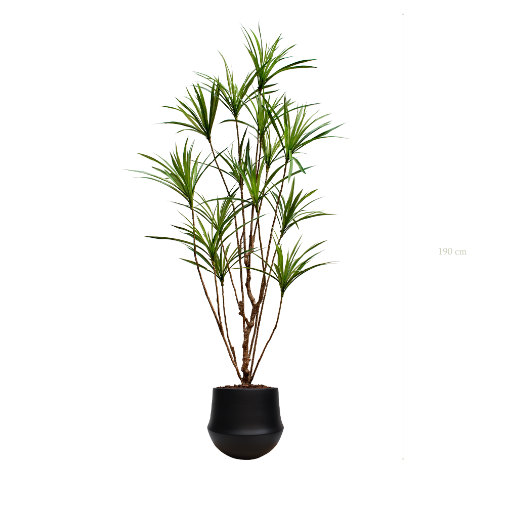 Le Dracena - Pot Rond Noir #Artificiel
