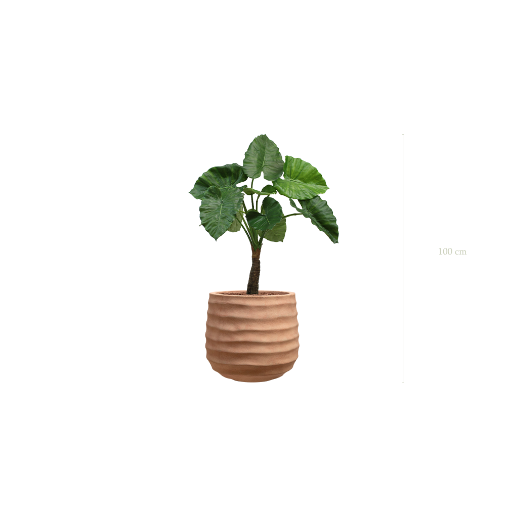 The Alocasia in a terracotta pot #Artificial