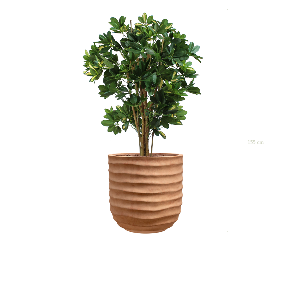 Die Schefflera - Terracotta Topf #künstlich