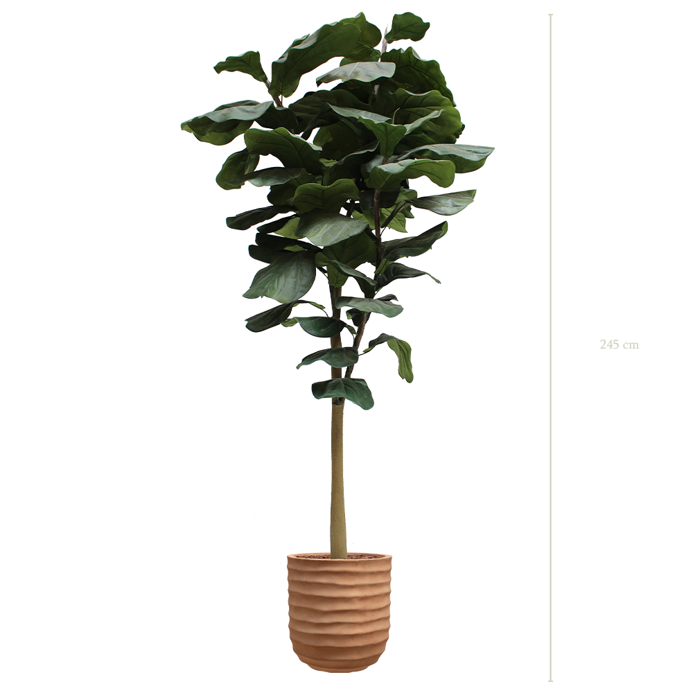 The Lyrata tree in a terracota pot #Artificial