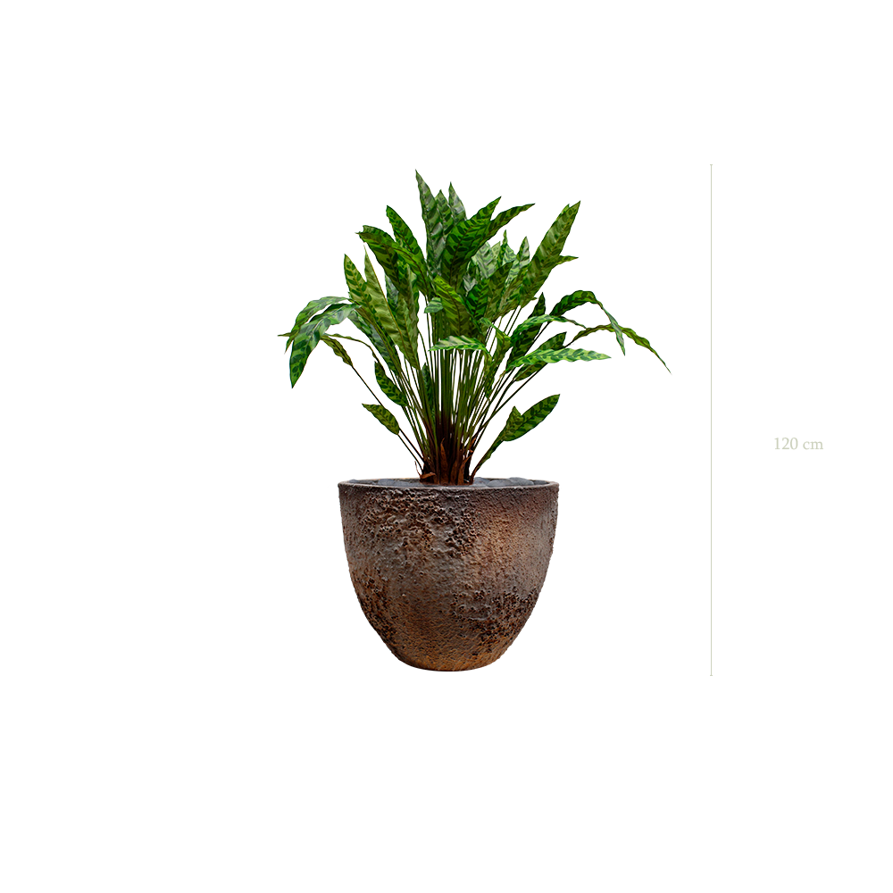 The Calathea in a brown oyster pot #Artificial