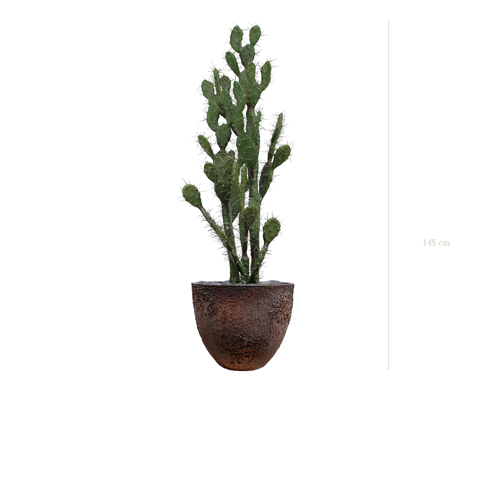 The Cactus in a brown oyster pot #Artificial