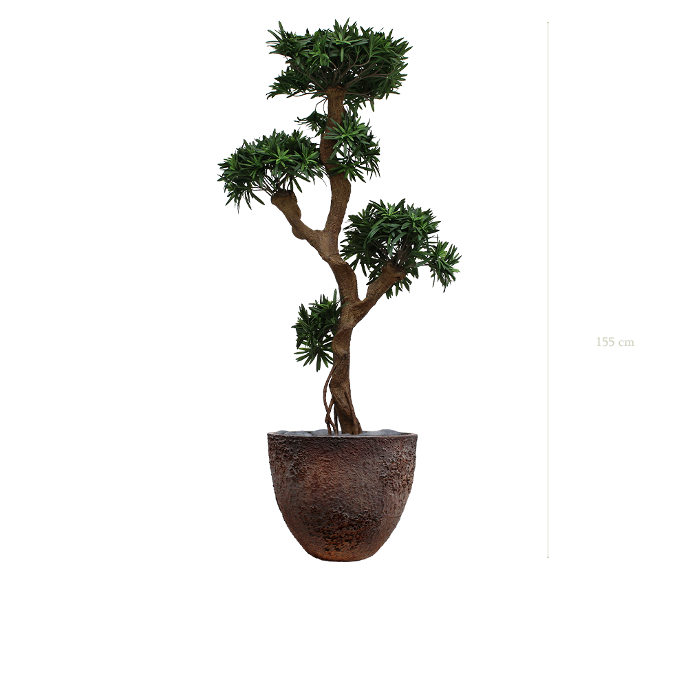 The Podocarpus in a brown oyster pot #Artificial