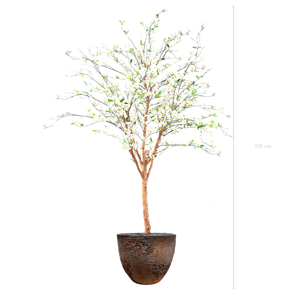 The Cherry Tree in a brown oyster pot #Semi-natural