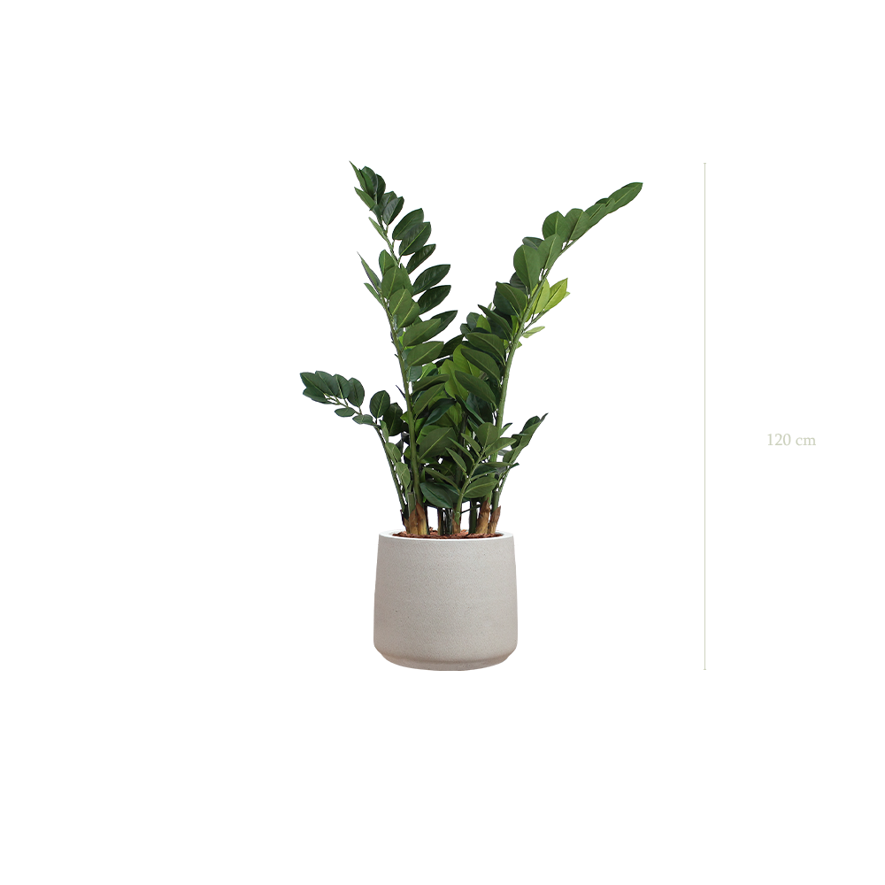 The Zamia in a mineral grey pot #Artificial