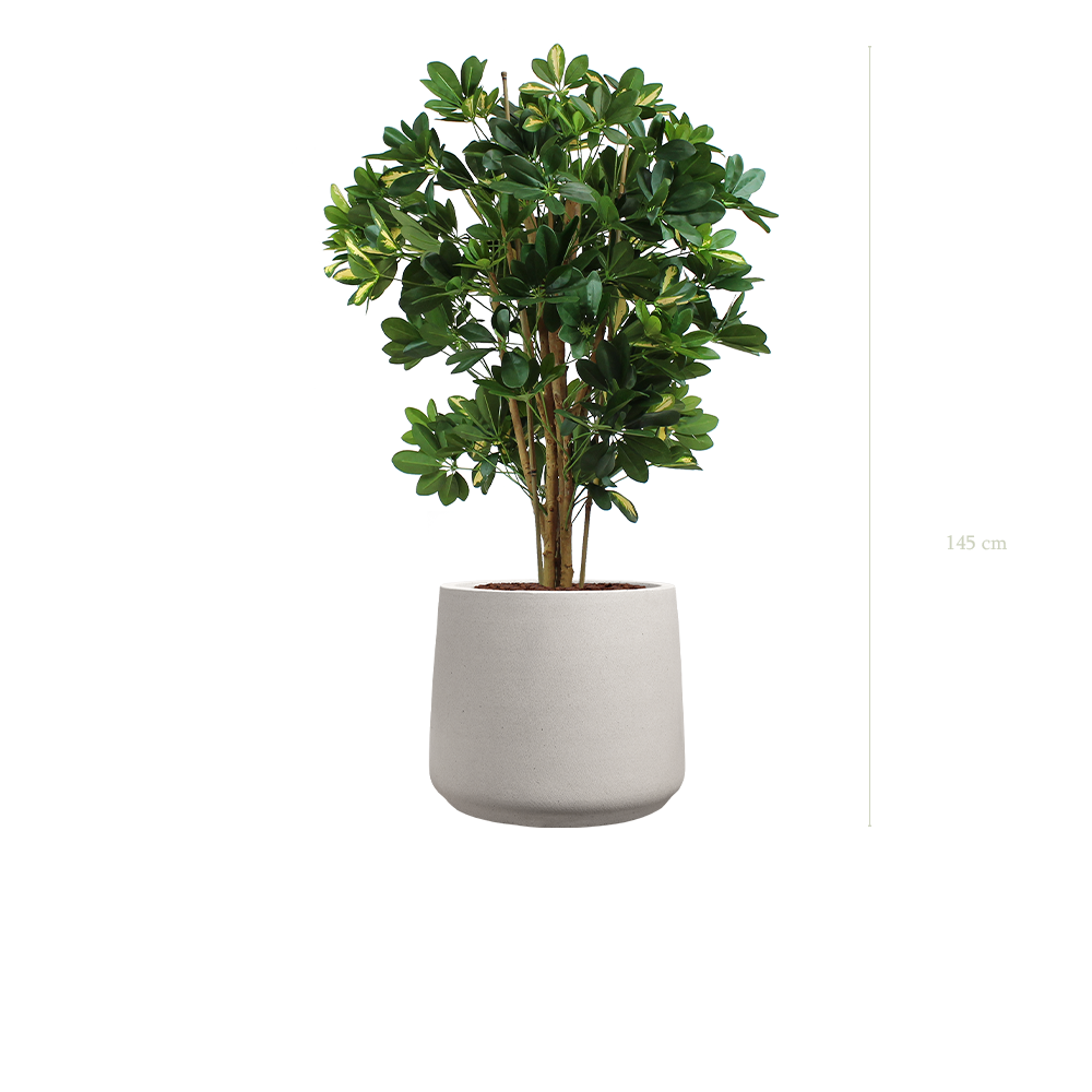 The Schefflera in a mineral grey pot #Artificial