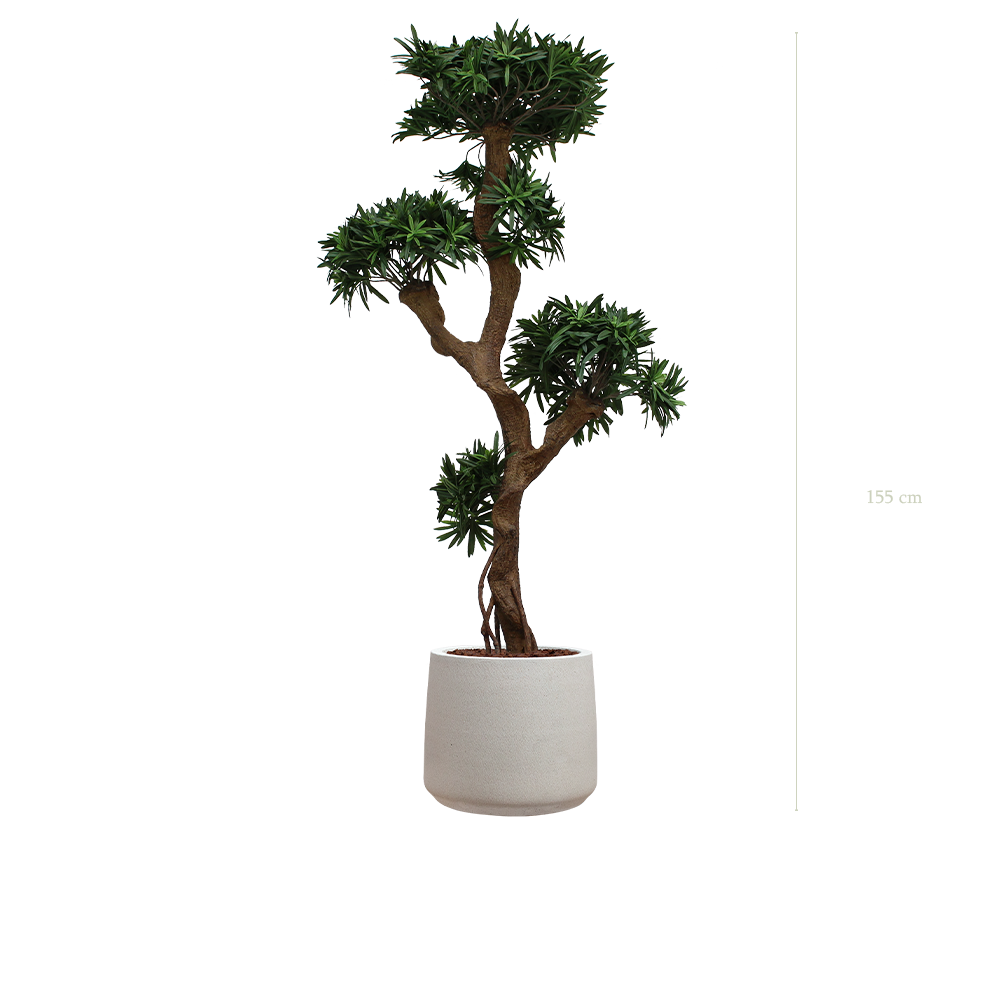 der Podocarpus - grau Sandtopf #künstlich