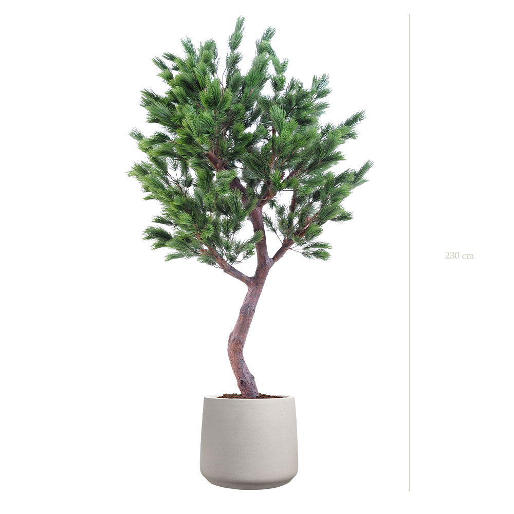 The Pine Tree in a mineral grey pot #Semi-natural