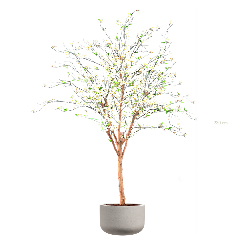 The Cherry Tree in a mineral grey pot #Semi-natural