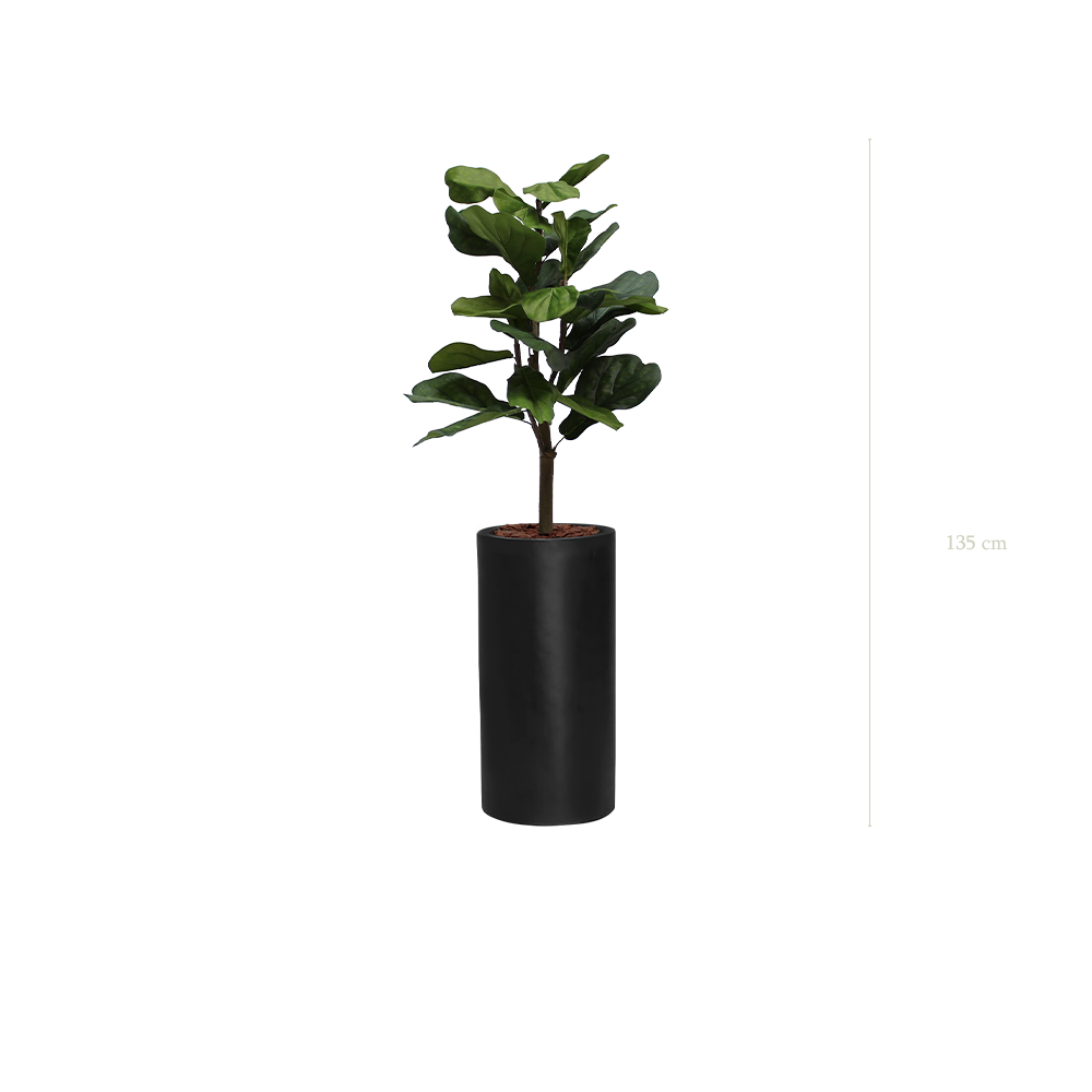 [A-PT1-FB17] The Lyrata in a tall black cylinder pot #Artificial