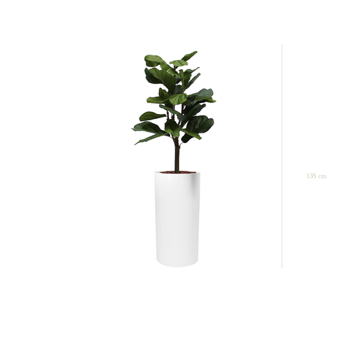 [A-PT1-FB18] The Lyrata in a tall white cylinder pot #Artificial