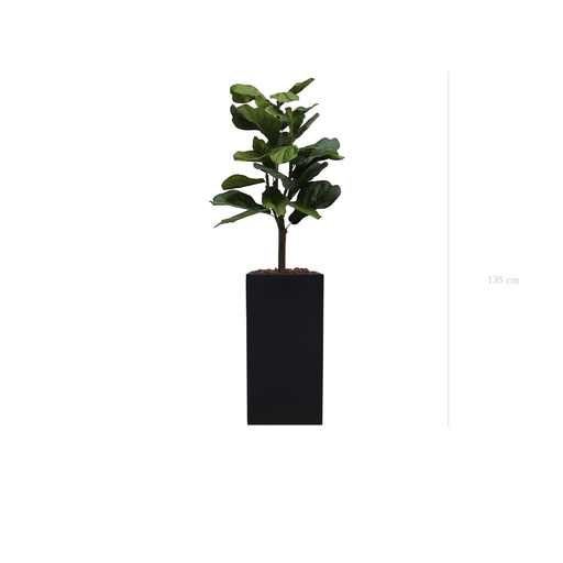 [A-PT1-FB19] Le Lyrata - Cube Haut Noir #Artificiel