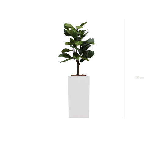 [A-PT1-FB20] The Lyrata in a tall white cube pot #Artificial