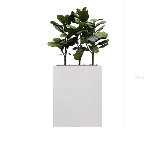 [A-PT1-FB1] The Lyrata M. White Divider #Artificial