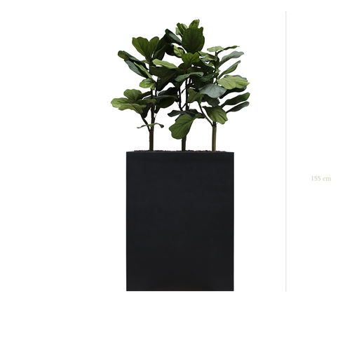 [A-PT1-FB2] The Lyrata M. black divider #Artificial