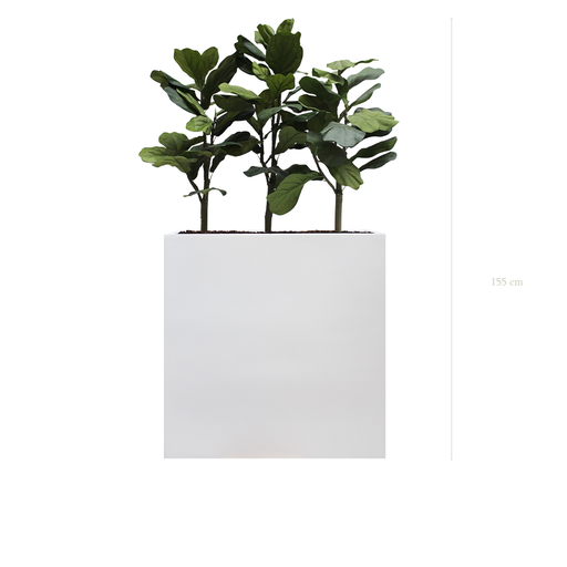 [A-PT1-FB3] The Lyrata L. White Divider #Artificial