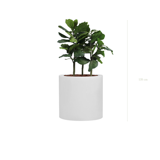 [A-PT1-FB26] The Lyrata in a white large round pot #Artificial