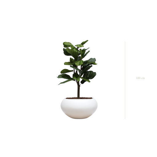[A-PT1-FB14] Le Lyrata - Pot Ovale Blanc #Artificiel