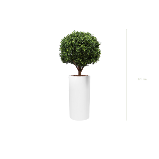 [A-PT9-FB18] The Boxwood in a tall white cylinder pot #Artificial