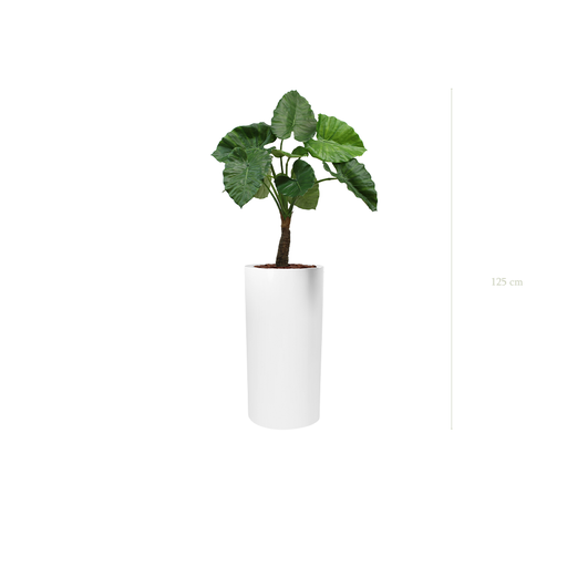 [A-PT5-FB18] The Alocasia in a tall white cylinder pot #Artificial