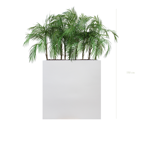 [A-TG9-FB3] The Palm  L. White Divider #Artificial