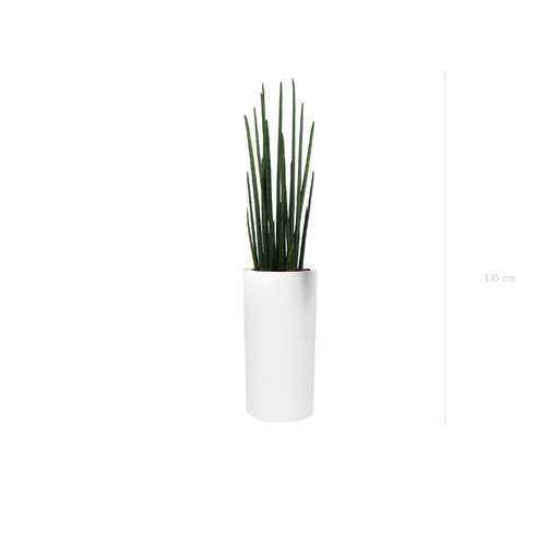[A-PT12-FB18] Die Sansevieria – Weißer Hochzylinder #Künstlich